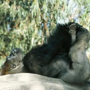 Lowland Gorilla Lying on back with hands & feet in the air
