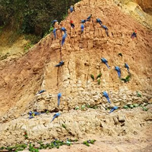Macaws & Parrots - at clay lick Tambopata Nature Reserve Peru