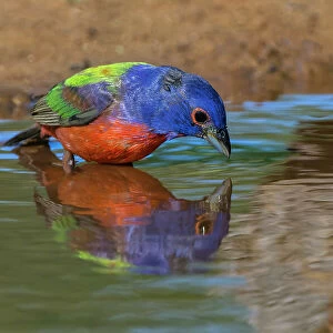 Male Painted bunting and reflection while bathing, Rio Grande Valley, Texas Date: 25-04-2021