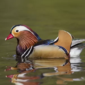 Mandarin Duck - drake in breeding plumage - Germany