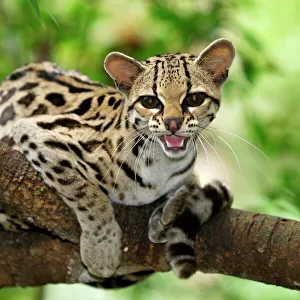 Cats (Wild) Collection: Margay