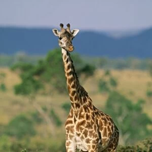 Masai Giraffe FL 1290 Masai Mara, Kenya, Africa. Giraffa camelopardalis tippelskirchi © Ferrero-Labat / ARDEA LONDON