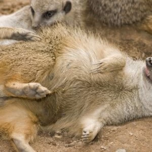 Meerkat - lying down on back with claws outstretched
