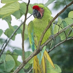Military Macaw - perched on branch Central America, Mexico to Agentina