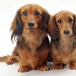Hound Collection: Dachshund Miniature Long Haired