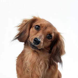 Hound Collection: Dachshund Long Haired