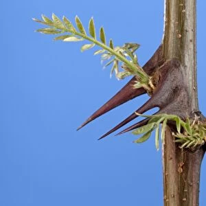 Monkey Thorn - bud and young leaves protected by spines