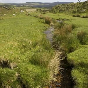Moorland Stream Dartmoor National Park, Devon UK LA000124