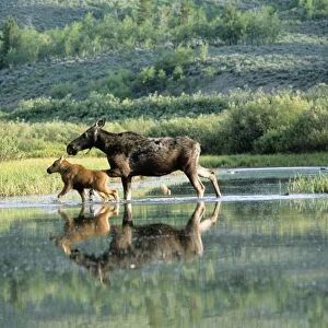 Moose - cow & calf Wyoming, USA