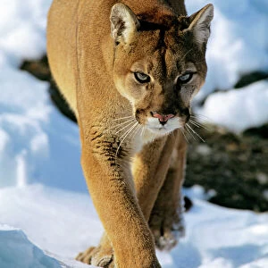 Big Cats Collection: Puma (Cougar-Mountain Lion)
