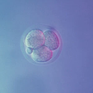 Mouse Embryo at Four Cell Stage & a Polar Body. Mouse Embryo at Four Cell Stage & a Polar Body