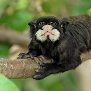 Cebidae Collection: Moustached Tamarin