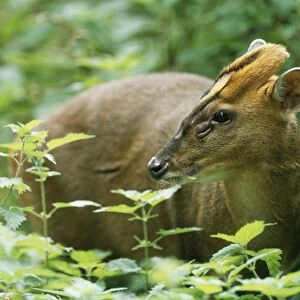 Muntjac Deer JD 15990 In the woods Muntiacus reevesi © John Daniels / ARDEA LONDON