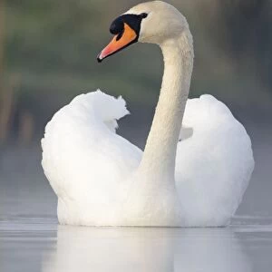 Mute Swan - adult bird with wings in display posture - Cleveland - UK