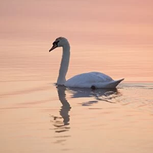 Mute Swan - On calm water at sunrise Hickling Broad Norfolk UK
