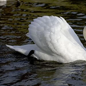 Mute Swan - showing busking display - UK