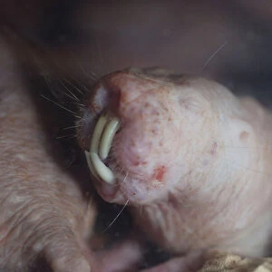 Bathyergidae Collection: African Mole Rat