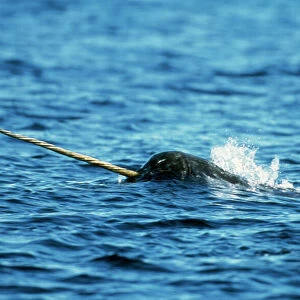 Monodontidae Collection: Narwhal
