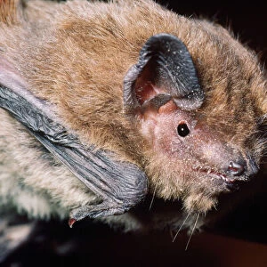 Morriss Bat