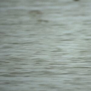 Sandpipers Collection: Nordmanns Greenshank