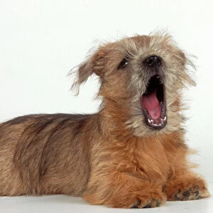 Terrier Collection: Norwich Terrier