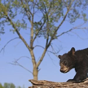 North American Black Bear - Spring cub 4 months old. Minnesota - United States
