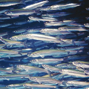 Northern Anchovy