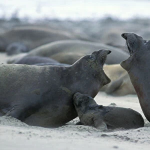 Phocidae Collection: Northern Elephant Seal