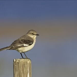 Northern Mockingbird - on fence post Lake Kissimee, florida, USA BI000984