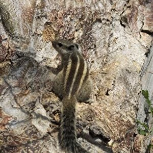 Sciuridae Collection: Five-striped Palm Squirrel