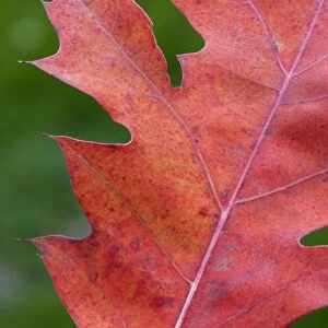Northern Red / Champion Oak - autumn leaf
