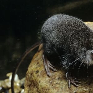 Soricidae Collection: American Water Shrew