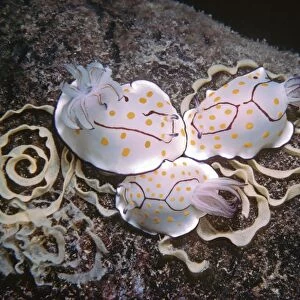 Nudibranch - Laying eggs on a destroyed oil rig at 35meters. Quatar, Arabian Gulf