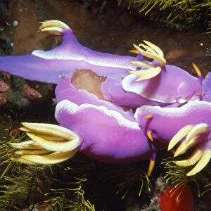 Nudibranchs - mating Indonesia