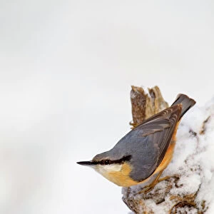 Nuthatches Collection: Related Images