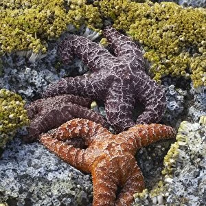 Ochre Sea Stars - Exposed at low tide Cannon Beach, Oregon, USA IN000154