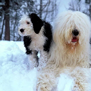 Pastoral Collection: Old English Sheepdog