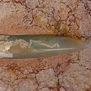 Opalized Belemnite Fossil (Neohilobites sp) - Coober Pedy-South Australia - Cretaceous