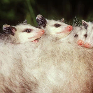 Didelphidae Collection: Virginia Opossum