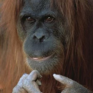 Orang-utan - Female close-up of face
