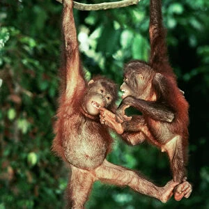 Orang-Utan Juveniles on vine, Sabah, Borneo