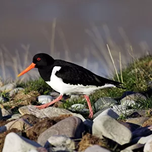 Charadriiformes Collection: Oystercatchers