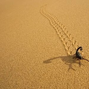 Parabuthus Scorpion - leaving tracks up a dune at sunset - Namib Desert -Namibia - Africa