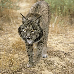 Cats (Wild) Collection: Iberian Lynx