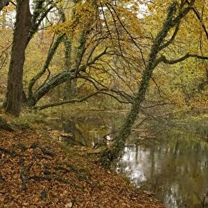 Peaceful woodland pond amongst beech trees, in autumn