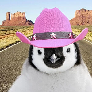 Penguin chick standing on desert road wearing pink cowboy hats