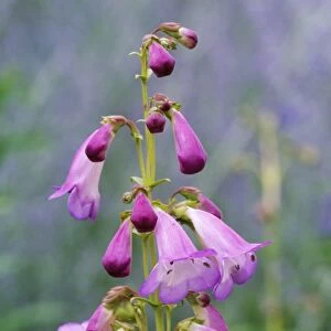 Penstemon Alice Hindley - flowering, july. Nymans Gardens National Trust, West Sussex, UK
