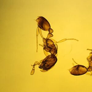 Hymenoptera Collection: Pharaoh Ant