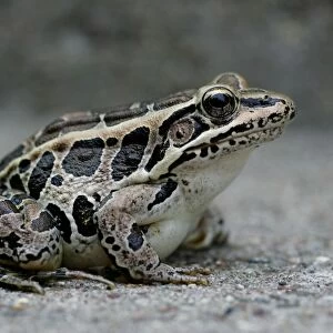 North American True Frogs Collection: Pickerel Frog