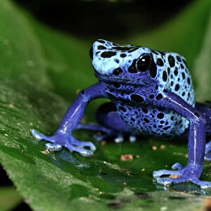 Frogs Collection: Tropical Frogs